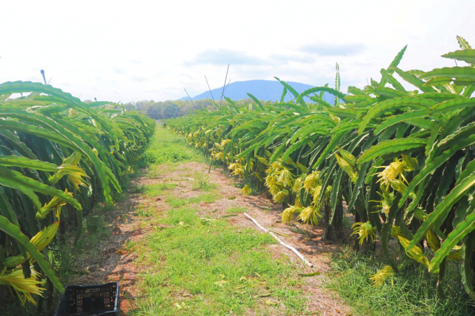 Binh Thuan is the dragon fruit hub of the country covering an area of  33,750 ha, with dragon fruit output reaching 700,000 tons/year. Photo: KS.