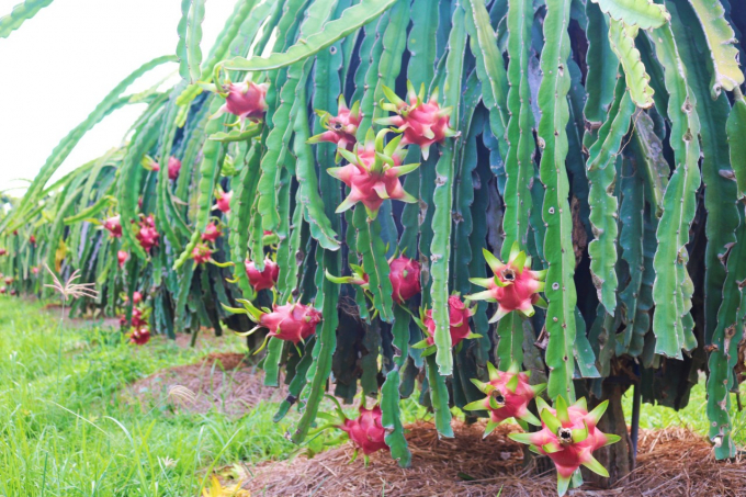 Binh Thuan province will improve the quality of dragon fruit to meet the market. Photo: LK.