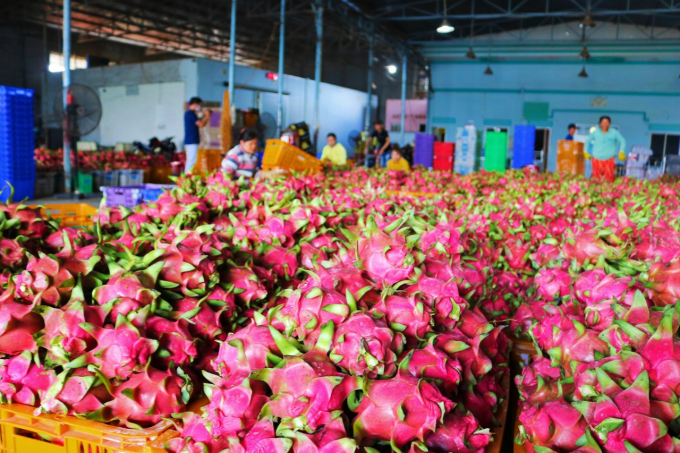 Binh Thuan dragon fruit is mainly white flesh variety. Photo: KS.