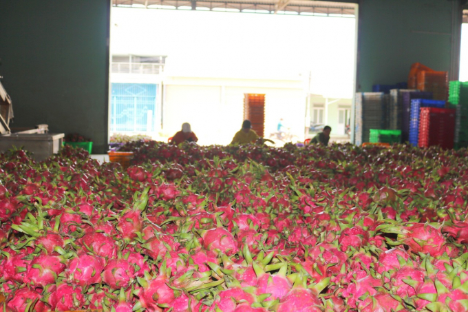 In addition to serving the export market, Binh Thuan dragon fruit will also focus on the domestic market. Photo: KS.