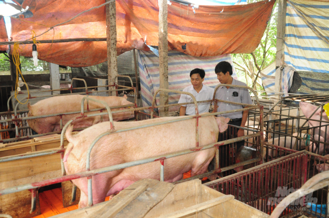 Chăn nuôi an toàn đang ngày càng được mở rộng tại tỉnh Tuyên Quang. Ảnh: Đào Thanh.