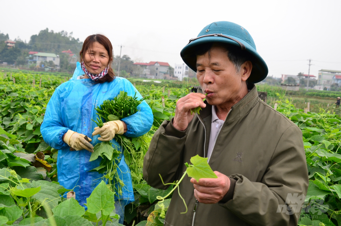 Ông Trần Quang Thân - Trưởng thôn Đồng Thanh nhấm nháp một vài ngọn rau su su. Ảnh: Dương Đình Tường.