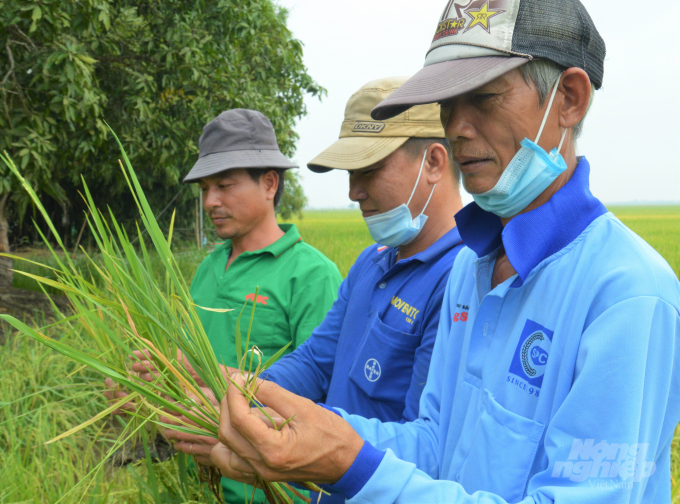 Các nông dân ấp Kênh 3A (từ trái qua: anh Triết, anh Huy, anh Luật) đang kiểm tra những cây lúa bị muỗi hành gây hại hoàn toàn, không thể ra bông. Ảnh: Trung Chánh.