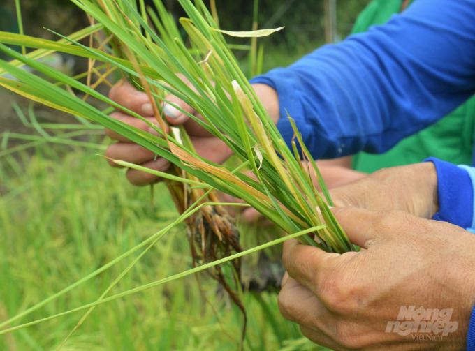 Nhiều ruộng lúa của nông dân ấp Kênh 3A bị dịch muỗi hành gây thiệt hại rất nặng, cây lúa không thể phục hồi, năng suất giảm đến 70 - 80%. Ảnh: Trung Chánh.