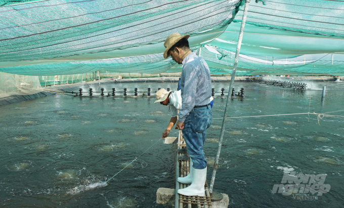 Enterprises investing in high-tech shrimp farming in Soc Trang province. Photo: Huu Duc.