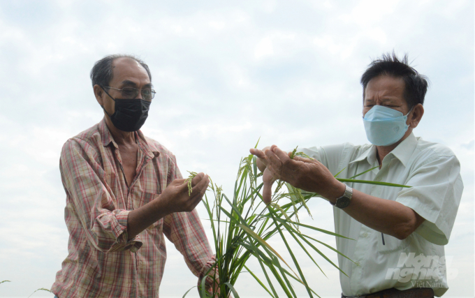 Nằm trong vùng Dự án VnSAT, vụ đông xuân 2021 - 2022, trên diện tích 500 ha của HTX Nông nghiệp Đoàn kết I chủ yếu gieo sạ các giống lúa Đài Thơm 8, RVT và ST25. Ảnh: Trung Chánh.