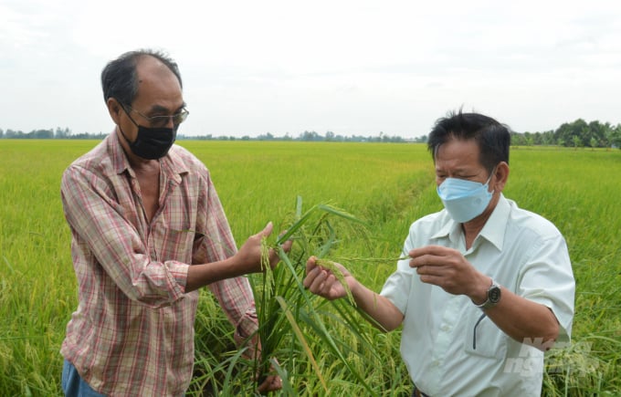 Ông Nguyễn Thanh Hùng (bên trái), Giám đốc HTX Nông nghiệp Đoàn Kết I cùng Chủ tịch Hội Nông dân xã Phi Thông ra sau nhà thăm lúa trên cánh đồng Dự VnSAT. Ảnh: Trung Chánh.
