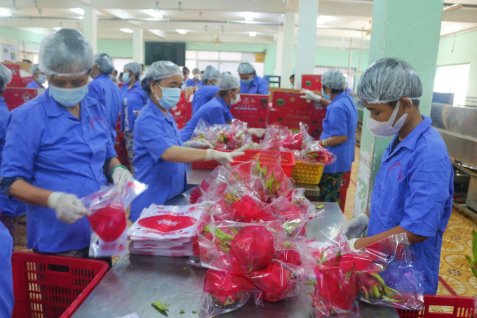 Binh Thuan province will expand its consumption of dragon fruit to Japan and India. Photo: LK.
