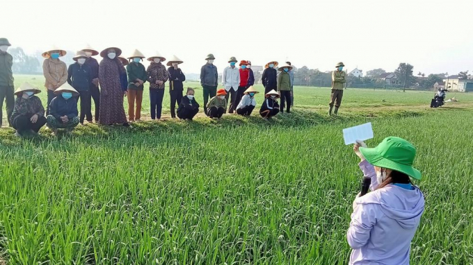 Ngành nông nghiệp huyện Yên Thành hướng dẫn nông dân phòng trừ bệnh đạo ôn lá. Ảnh: Truyền hình Nghệ An.