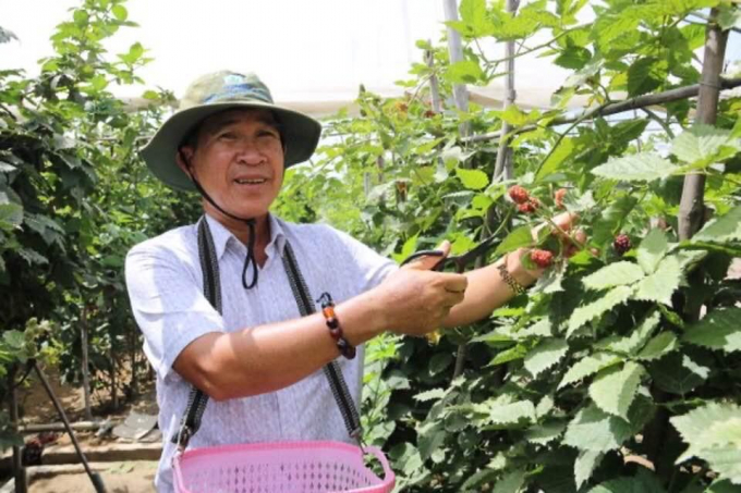 Cây mâm xôi đen phát triển rất tốt ở vùng nắng nóng tại Ninh Thuận. Ảnh: Nguyễn Cơ.