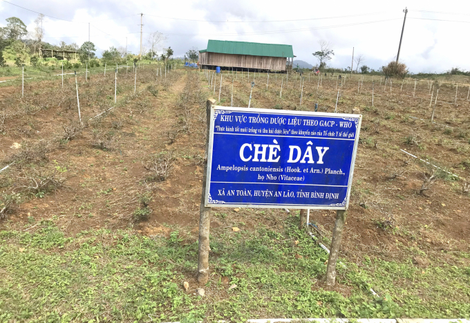 Khu vực trồng chè dây theo hướng GACP-WHO của Công ty BIDIPHAR tại xã An Toàn (huyện An Lão, Bình Định). Ảnh: V.Đ.T.