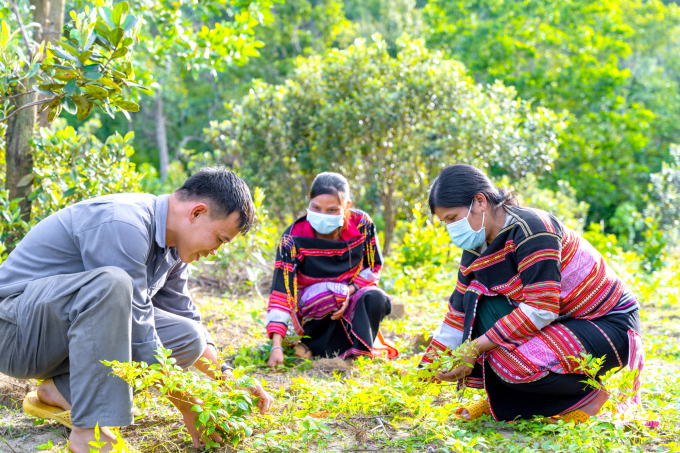 Phụ nữ xã An Toàn (huyện An Lão, Bình Định) trồng chè dây dưới tán rừng gắn với khai thác hợp lý tài nguyên rừng. Ảnh: V.Đ.T.