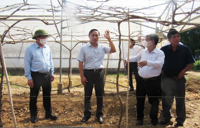 Thứ trưởng Bộ NN-PTNT Lê Quốc Doanh (bìa trái) thăm mô hình sản xuất nho trong nhà màng tại Viện Nha Hố. Ảnh: M.P.