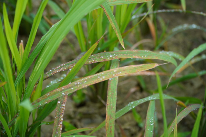 Hiện toàn tỉnh Nghệ An đã có gần 1.000 ha lúa xuân bị nhiễm đạo ôn lá, với nhiều mức độ gây hại khác nhau. Ảnh: Cổng thông tin Hưng Nguyên.