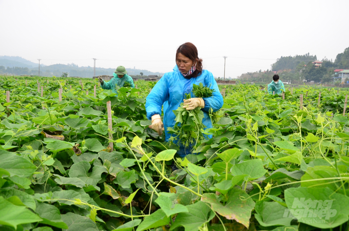 Thu hái su su ở xã Hồ Sơn, huyện Tam Đảo. Ảnh: Dương Đình Tường.