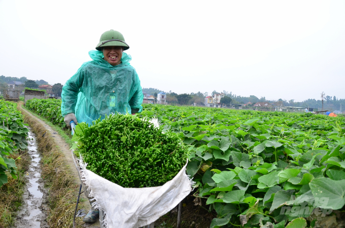 Vận chuyển su su từ ruộng lên đường lớn, đem đi tiêu thụ. Ảnh: Dương Đình Tường.