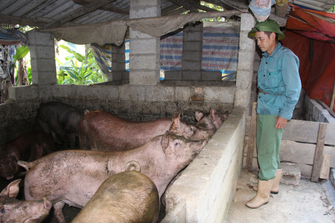 Người dân xã Phong Châu, huyện Trùng Khánh phát triển chăn nuôi lợn an toàn sinh học. Ảnh: Công Hải.