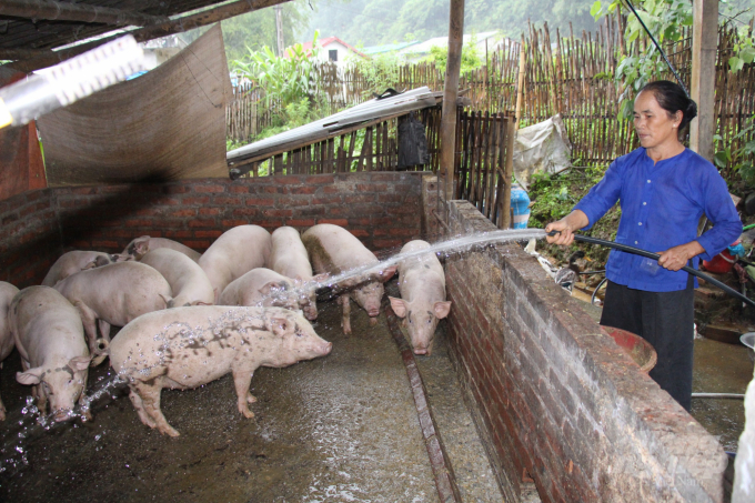 Chăn nuôi lợn vẫn là nguồn thu nhập chính ở nhiều địa phương của tỉnh Cao Bằng. Ảnh: Công Hải.