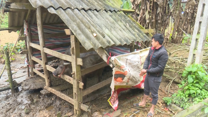 Chuồng trại sơ sài của hộ dân ở xã Vũ Muộn, huyện Bạch Thông (tỉnh Bắc Kạn) có 2 con trâu bị chết rét. Ảnh: Toán Nguyễn.