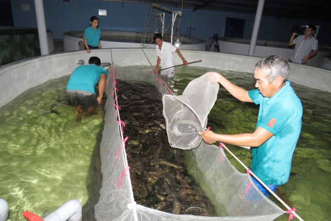 Hi-tech eel farming in sandy land