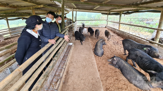 Nhờ có chính sách khuyến khích, chăn nuôi hữu cơ đang ngày càng nở rộ tại xứ Tuyên. Ảnh: Đào Thanh.