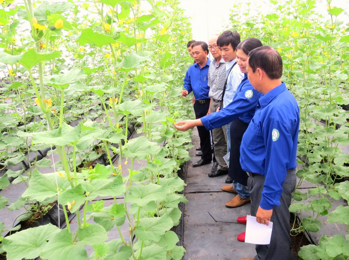 An Giang Province plans to have 1,628 ha of vegetables that are certificated to meet food safety requirements by 2025. Photo: LHV.