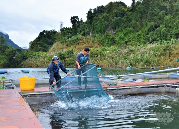 Nghề nuôi cá đặc sản trên hồ thủy điện Tuyên Quang cho người dân nơi đây nguồn thu ổn định. Ảnh: Đào Thanh.