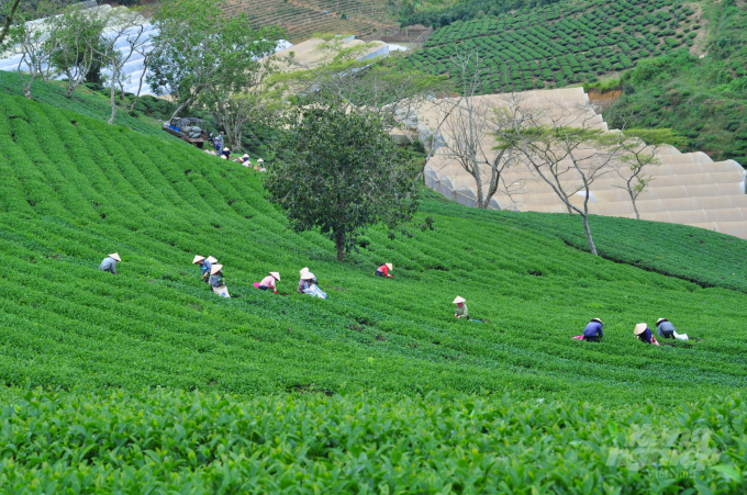 Lâm Đồng hiện có khoảng 11,2 nghìn ha chè, trong đó chè sản xuất theo hướng áp dụng công nghệ cao khoảng 4,9 nghìn ha. Ảnh: Minh Hậu.