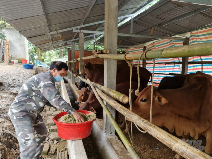 Ngoài nuôi lợn, ông Bùi Huy Cường (xã Thái Bình, huyện Yên Sơn) cũng phát triển mô hình chăn nuôi bò theo hướng hữu cơ. Ảnh: Đào Thanh.