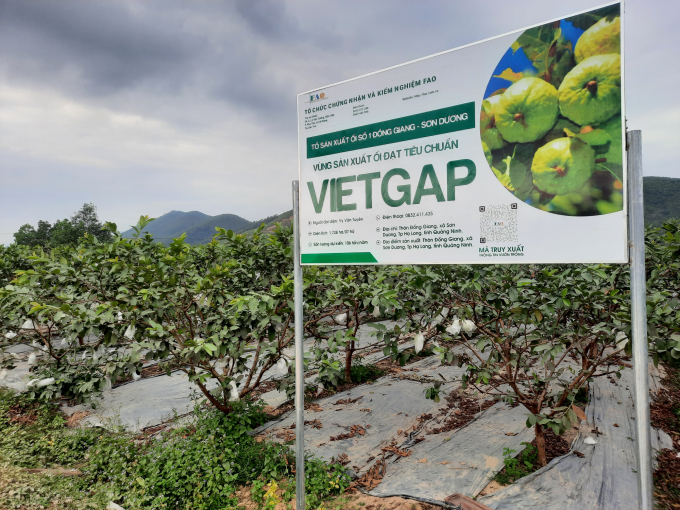 Hoanh Bo guava OCOP products are granted a traceability code to assure consumers' selection. Photo: Nguyen Thanh.