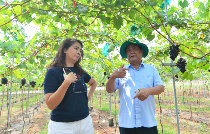 Minister Le Minh Hoan visits the farm of Binh An High-Tech Agriculture Company Limited, which is growing 6 foreign grape varieties. Photo: Minh Hau.