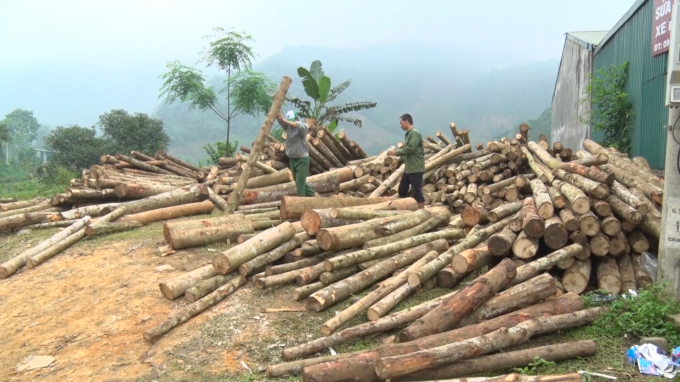 Trồng rừng đã mang lại đời sống ấm no, làm giàu cho người dân Bắc Kạn. Ảnh: Toán Nguyễn.