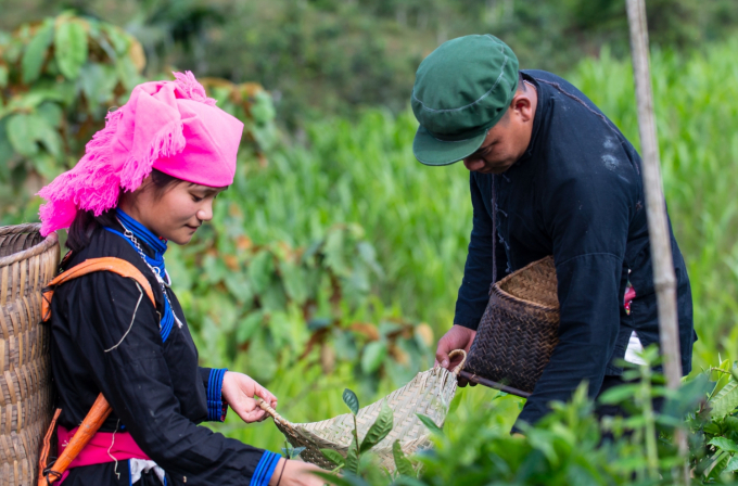 Người dân vùng cao Lào Cai nâng cao thu nhập nhờ sản xuất nông nghiệp. Ảnh: X.Cường
