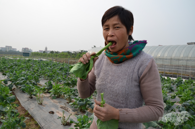 Chị Cuối - chủ trang trại Quý - Cuối ở huyện Đan Phượng, TP Hà Nội tự tin ăn thử rau ngay trên cánh đồng. Ảnh: Dương Đình Tường.