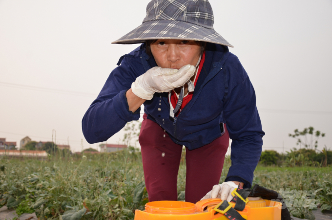 Chị Cuối - chủ trang trại Quý - Cuối ở huyện Đan Phượng, TP Hà Nội đang nếm thử thuốc trừ sâu tự chế. Ảnh: Dương Đình Tường.