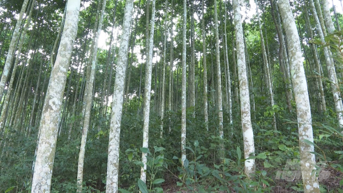 Hiện nay, Bắc Kạn đang chuyển mạnh sang trồng rừng gỗ lớn nhằm nâng cao hơn nữa giá trị từ rừng trồng. Ảnh: Toán Nguyễn.