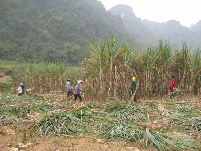 The steady purchase of sugarcane at the price of VND 950,000 per kg has improved Tuyen Quang's sugar industry gradually. Photo:  Dao Thanh.