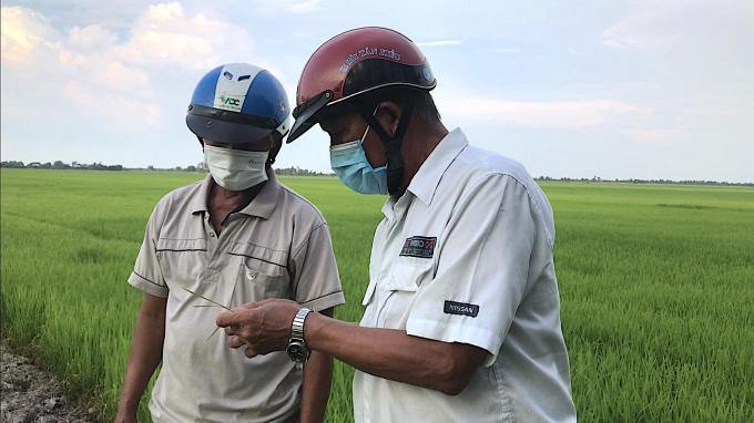 Dự án VnSAT đã thay đổi thói quen canh tác lúa của trên 200 nghìn nông dân ĐBSCL. Ảnh: HĐ.