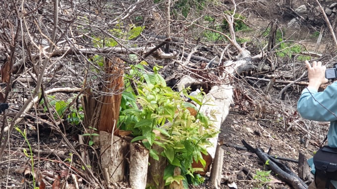 Rừng phòng hộ khu vực xã Sơn Hội (Sơn Hòa, Phú Yên) bị chặt phá. Ảnh: MHN.