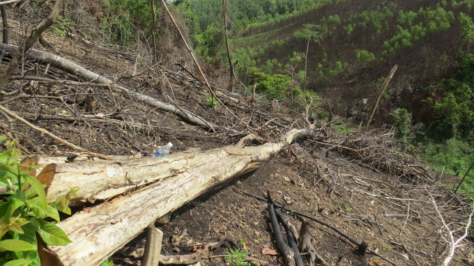 Nhiều cây to bị chặt hạ trong vụ phá rừng ở xã Sơn Hội (Sơn Hòa, Phú Yên). Ảnh: MHN.