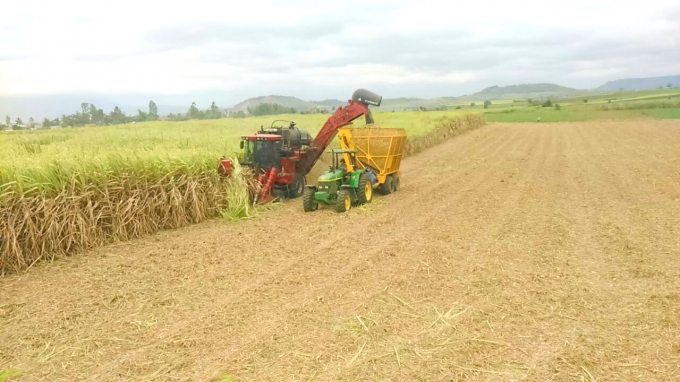 Construction of large fields associated with mechanisation have helped lower costs, improving productivity and bringing profits for sugarcane growers. Photo: V.D.T.