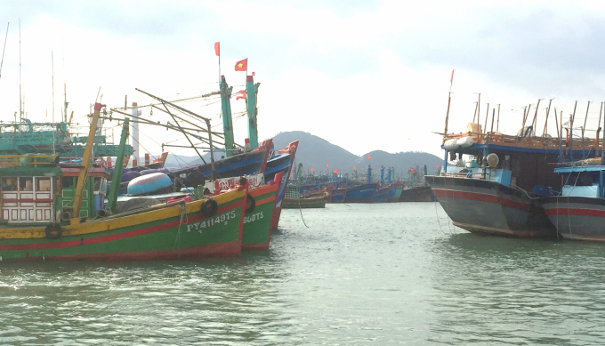 Tàu cá của ngư dân Bình Định neo đậu chen chúc trong Cảng cá Quy Nhơn. Ảnh: LK.