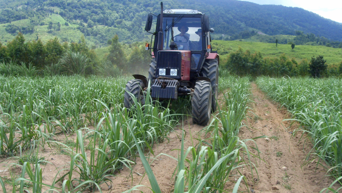Sugarcane in the growing area of the eastern part of Gia Lai Province is being cared by machines. Photo: V.D.T.