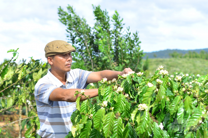Năm 2018, gia đình ông Trịnh Văn Kỳ (xã Nam Hà, huyện Lâm Hà, Lâm Đồng) được Dự án VnSAT hỗ trợ tái canh 0,7ha cà phê. Đến nay, cây phát triển mạnh, cho năng suất vượt trội. Ảnh: Minh Hậu.