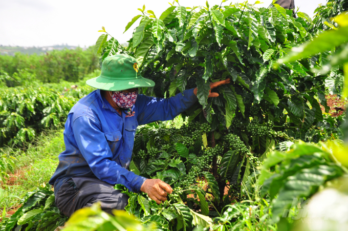 Từ nguồn vốn chương trình Dự án VnSAT, nông dân ở Lâm Đồng tái canh cà phê hiệu quả. Ảnh: Minh Hậu. 