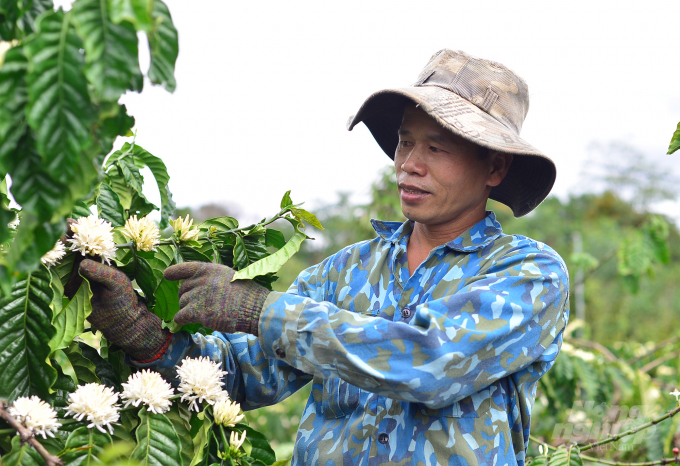 Vụ thu hoạch năm 2021, với 1ha lứa tái canh, gia đình anh Phạm Anh Tuấn thu về 28 tấn cà phê tươi, tương đương 7 tấn cà phê nhân. Ảnh: Đăng Lâm.