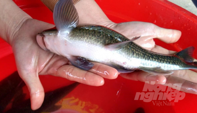 Anh Vu fish is one of the rare indigenous fish varieties in the Lo River. Photo: Dao Thanh.