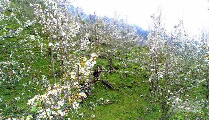 Tháng 3, hoa lê ở Hồng Thái nở trắng rừng. Ảnh: Đào Thanh.