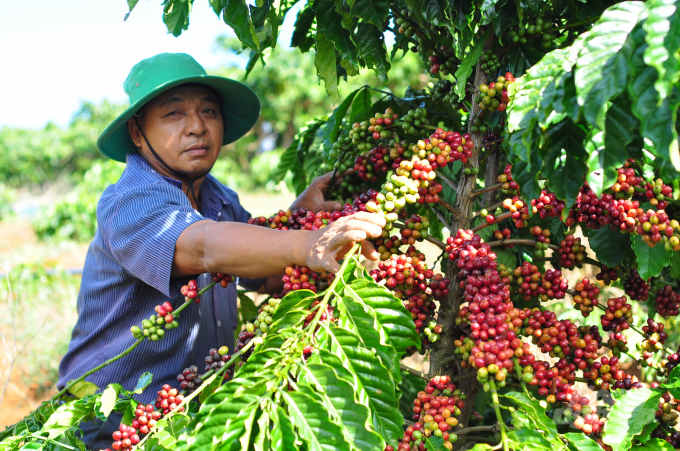 Để nâng cao năng suất, sản lượng và giá trị cà phê, tỉnh Lâm Đồng thực hiện trồng tái canh, ghép cải tạo trên 6,3 nghìn ha ở các huyện, thành phố trong thời gian tới. Ảnh: Minh Hậu.