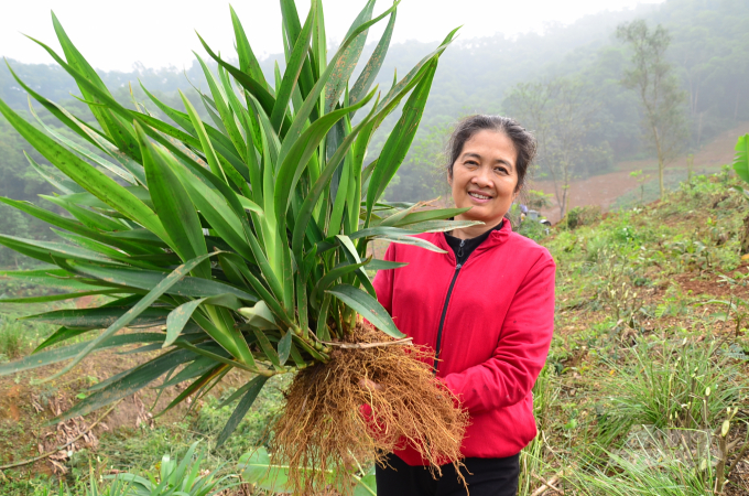 Chị Đinh Thị Song Nga kiểm tra rễ một loại cây. Ảnh: Dương Đình Tường.